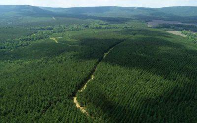 Campbell Global Acquires Over 250,000 Acres Of Timberland