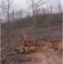 BRANCH FALLS FROM HAZARD TREE AT LOG LANDING