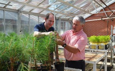 Auburn Forestry Research Helps to Reduce Seedling Mortality